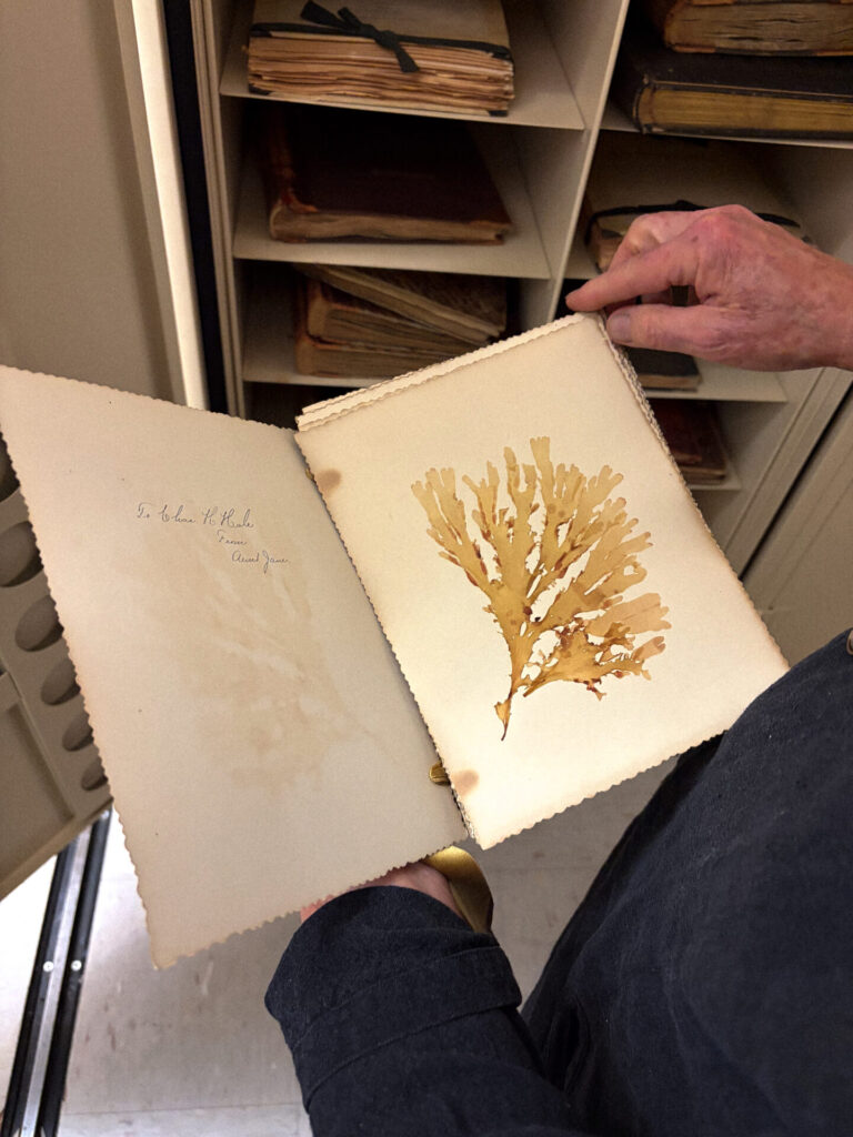 Diferentes herborizaciones agrupadas en un libro hecho a mano. Algas recolectadas principalmente en Bahía de Carmel, costa de Monterey, California, el año 1901. Créditos:  Fotografías de la colección del University Herbarium, UC Berkeley