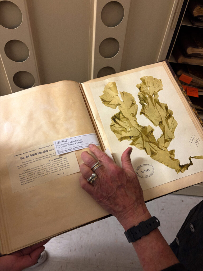 Diferentes herborizaciones agrupadas en un libro hecho a mano. Algas recolectadas principalmente en Bahía de Carmel, costa de Monterey, California, el año 1901. Créditos:  Fotografías de la colección del University Herbarium, UC Berkeley