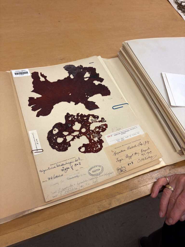 Alga Gigartina skottsbergii macho y hembra, recolectada por los ficologos Estadounidenses; William Albert Setchell y Nathaniel Lyon Gardner en 1909. Créditos:  Fotografías de la colección del University Herbarium, UC Berkeley