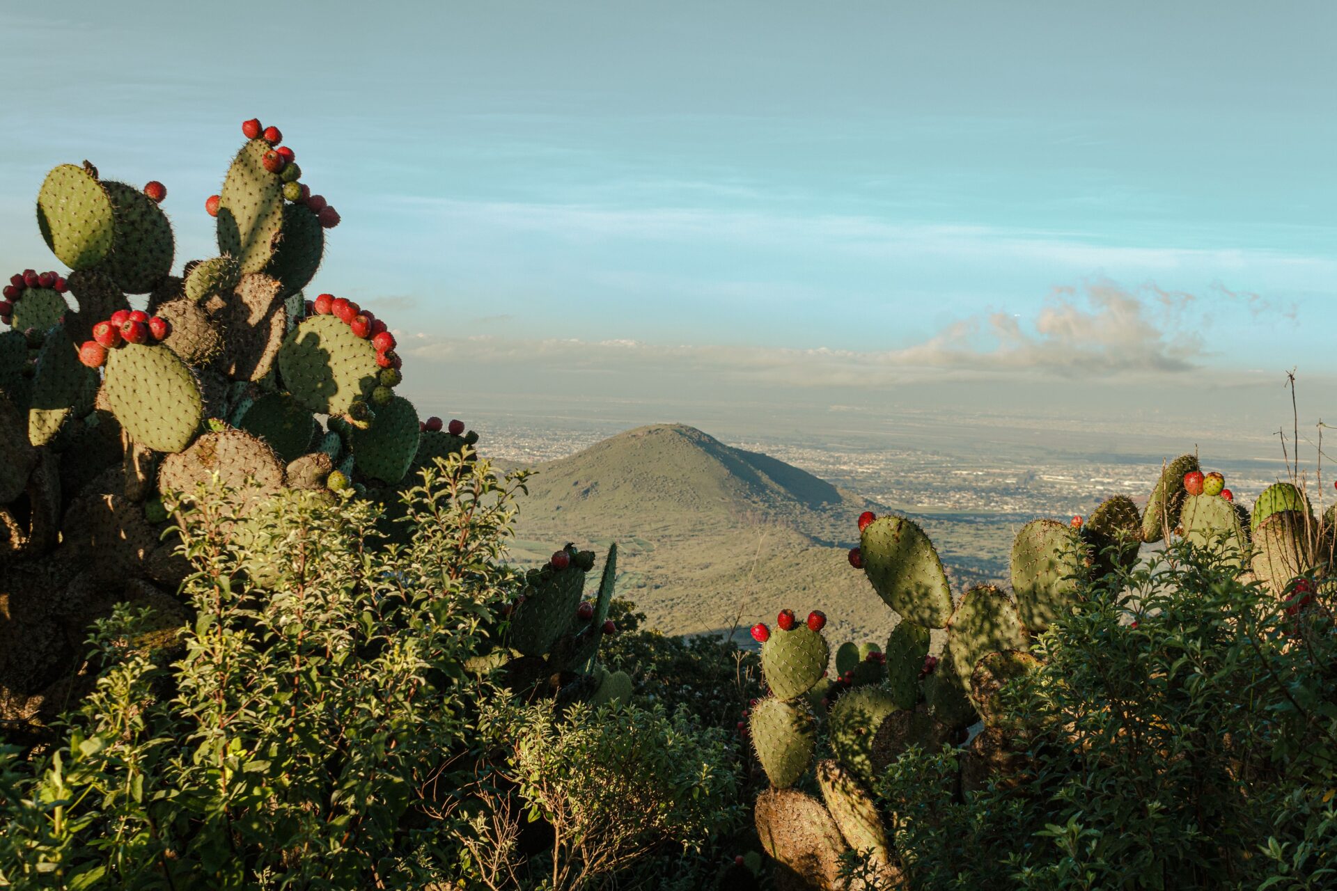 Cactus desafían la gravedad y pueden crecer sobre los árboles, según reciente estudio en Hidalgo