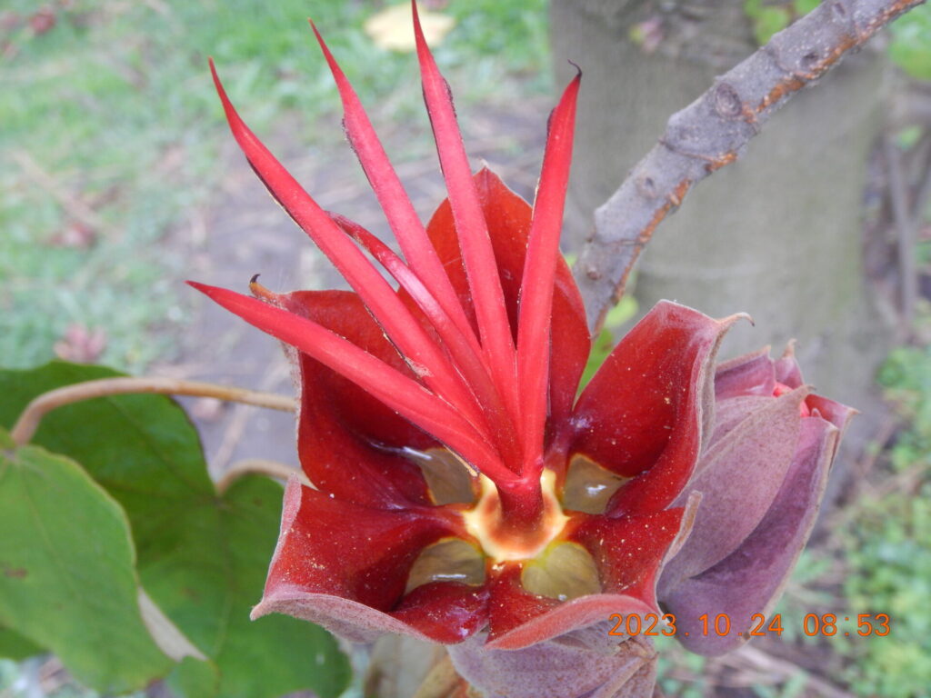 El árbol de manitas produce flores solitarias de color rojo intenso sin pétalos, compuestas por un cáliz duro y cinco estambres unidos que parecen dedos abiertos. Créditos: Jared Dubberlin, Wikimedia Commons.