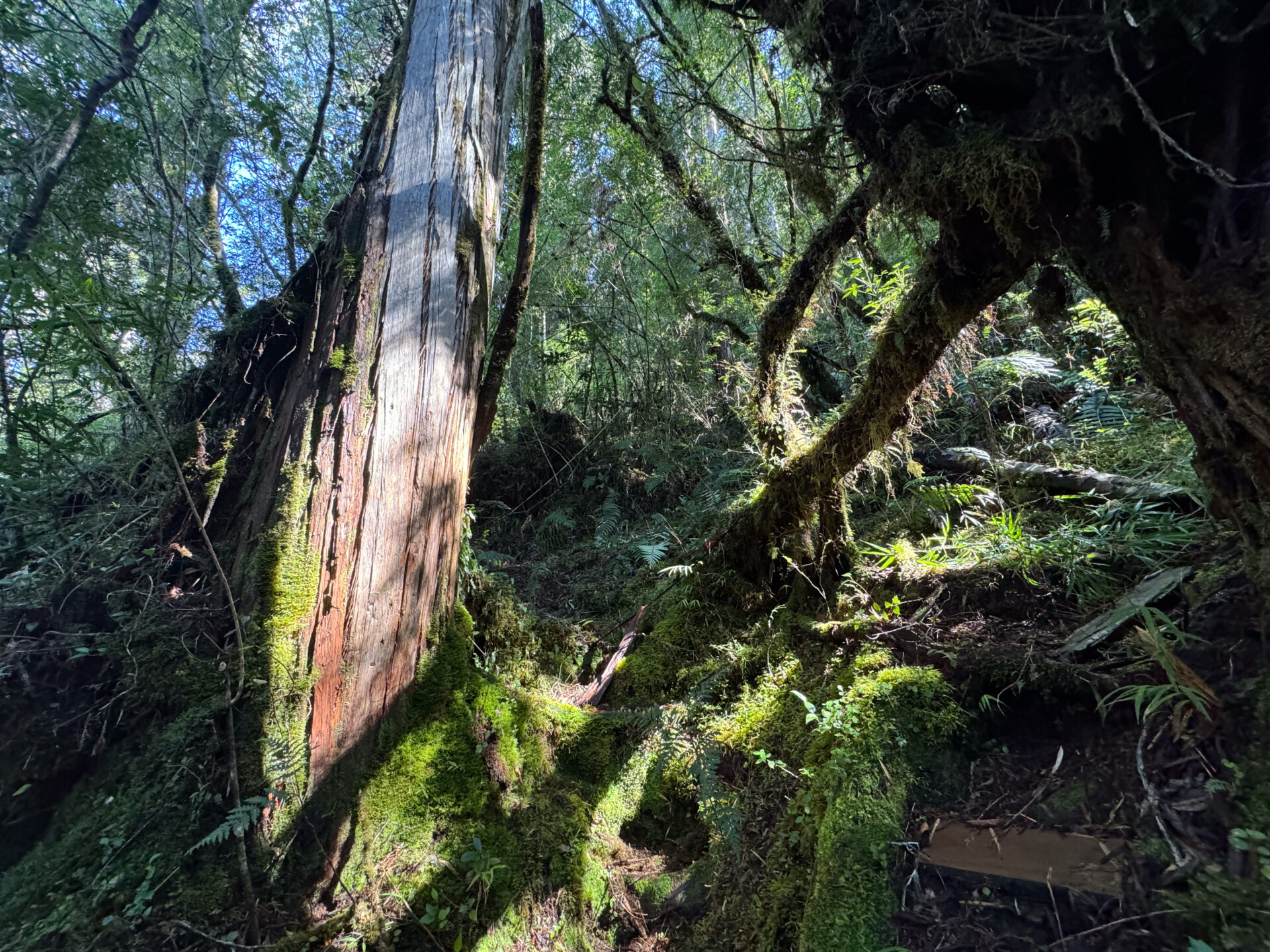 La vida secreta bajo los bosques de alerce: ciencia ciudadana identifica cerca de dos mil especies de hongos en el Parque Nacional Alerce Andino