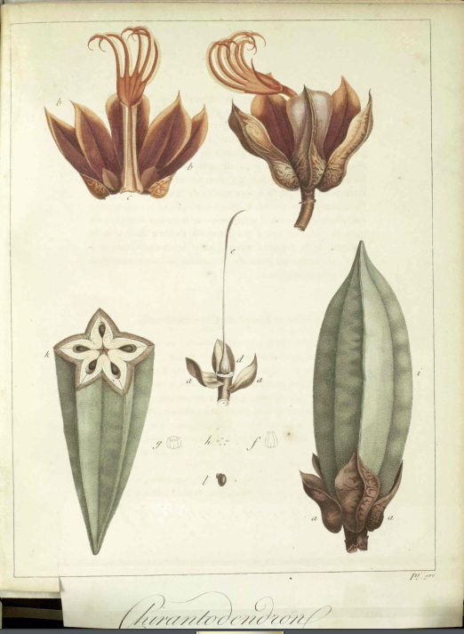 La monografía de Larréategui marcó la primera vez en que el árbol de las manitas fue descrito y se le dio un nombre: Chiranthodendron pentadactylon. Créditos: José Dionisio Larreátegui, Wikimedia Commons