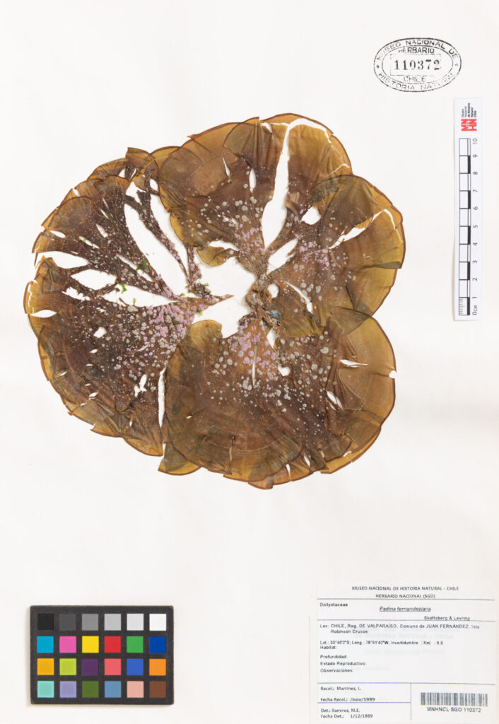 Alga de Juan Fernandez, Padina fernandeziana pertenece a la coleccion del Herbario del MNHN identificada por Maria Eliana Ramirez. Fotografia-digitalización Felipe Infante. Créditos: Javiera Gutierrez A.