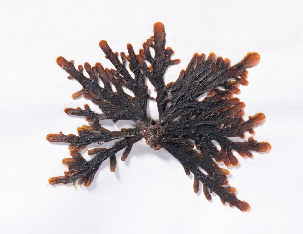 Alga de la colección de Juan Fernandez Splachnidium rugosum. Pertenece a la coleccion del Herbario del MNHN Recolectada e identificada por Cecilia Alday, Juanita Bustamante y Isable Salas. Fotografia-Digitalización Felipe Infante. Créditos: Javiera Gutierrez A.