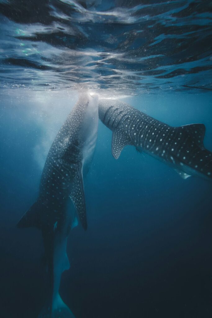 Dos tiburones ballena (Rhincodon typus), los peces más grandes del mundo, nadando cerca de la superficie del océano. Créditos: Kevin Charit