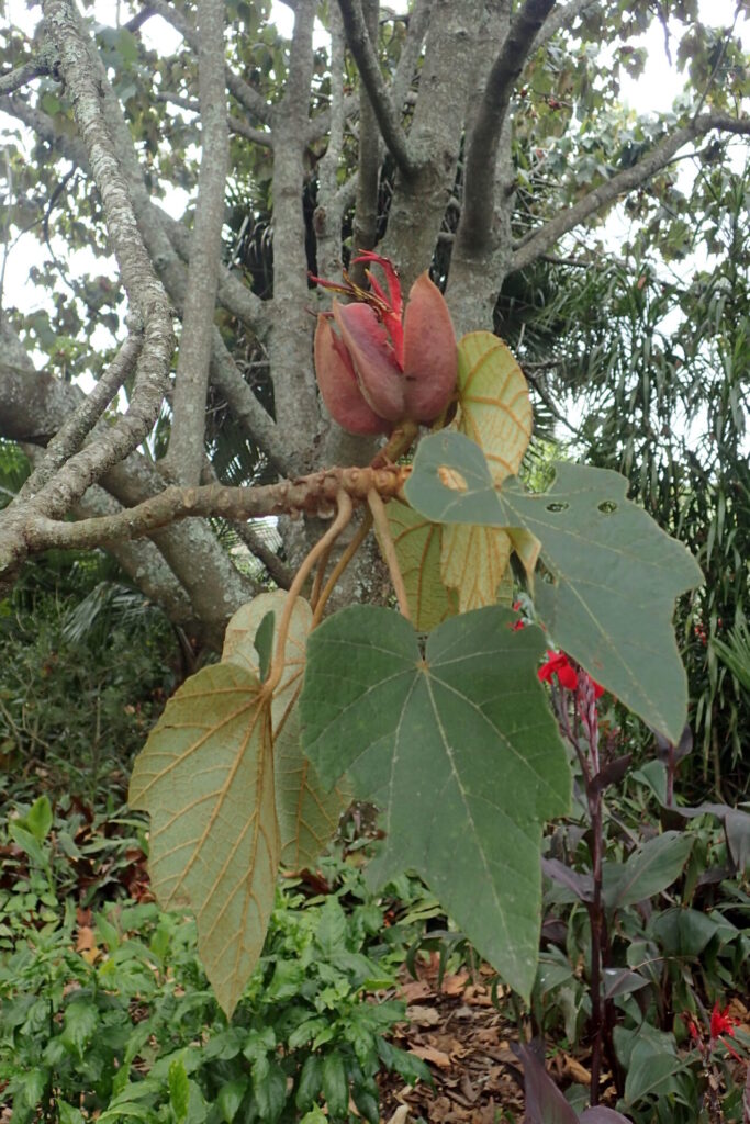 El arbol de manitas ayuda en la retención de suelos en laderas montañosas y funciona como planta nodriza para dar sombra y cobijo a otras especies vegetales menores. Créditos: Krzysztof Ziarnek, Kenraiz, Wikimedia Commons