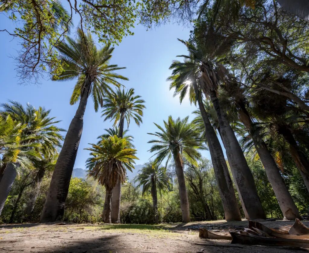 Raíces únicas en el mundo: cinco joyas de la flora endémica resguardadas en nuestros parques