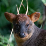Pudu (Pudu puda). Créditos (CC-BY): Martín Cárdenas (@chiloefauna).