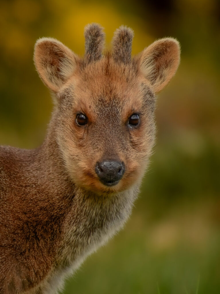 Pudu (Pudu puda). Créditos (CC-BY): Martín Cárdenas (@chiloefauna).