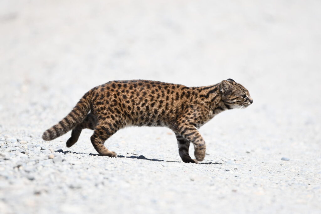 Guiña (Leopardus guigna). Créditos (CC-BY): Martín Cárdenas (@chiloefauna).