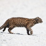 Guiña (Leopardus guigna). Créditos (CC-BY): Martín Cárdenas (@chiloefauna).