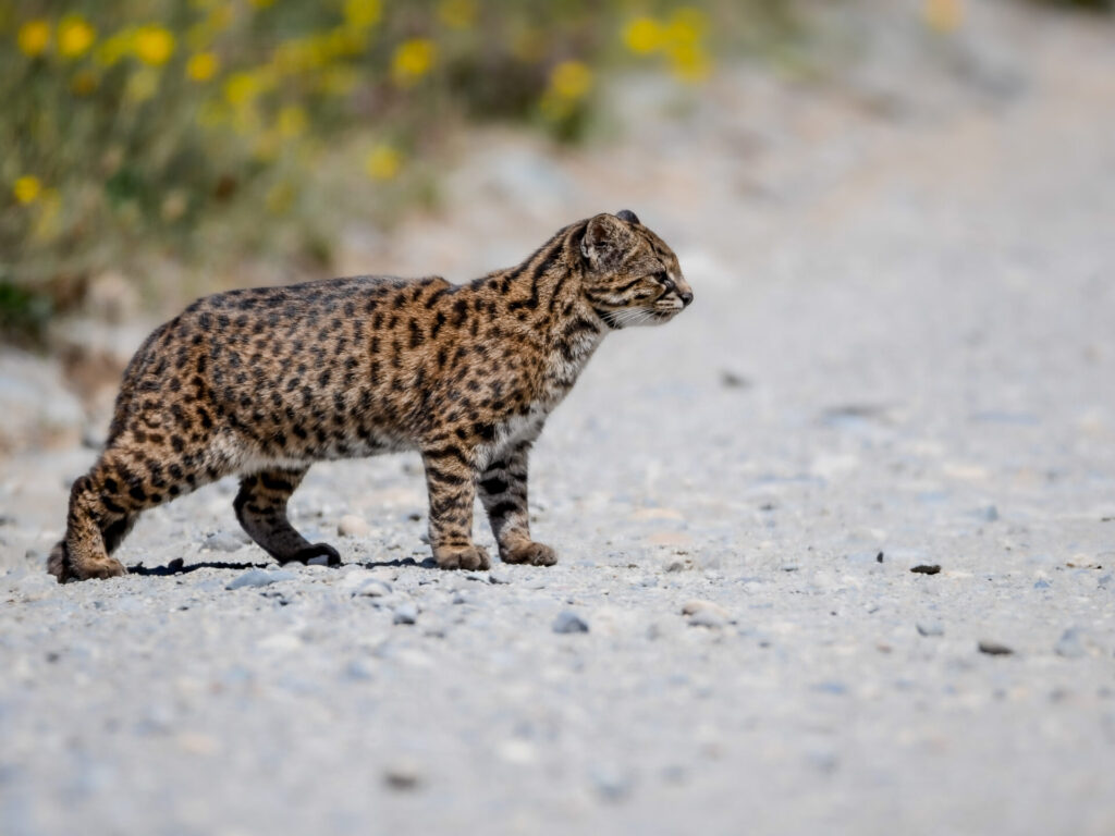 Guiña (Leopardus guigna). Créditos (CC-BY): Martín Cárdenas (@chiloefauna).