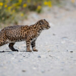 Guiña (Leopardus guigna). Créditos (CC-BY): Martín Cárdenas (@chiloefauna).