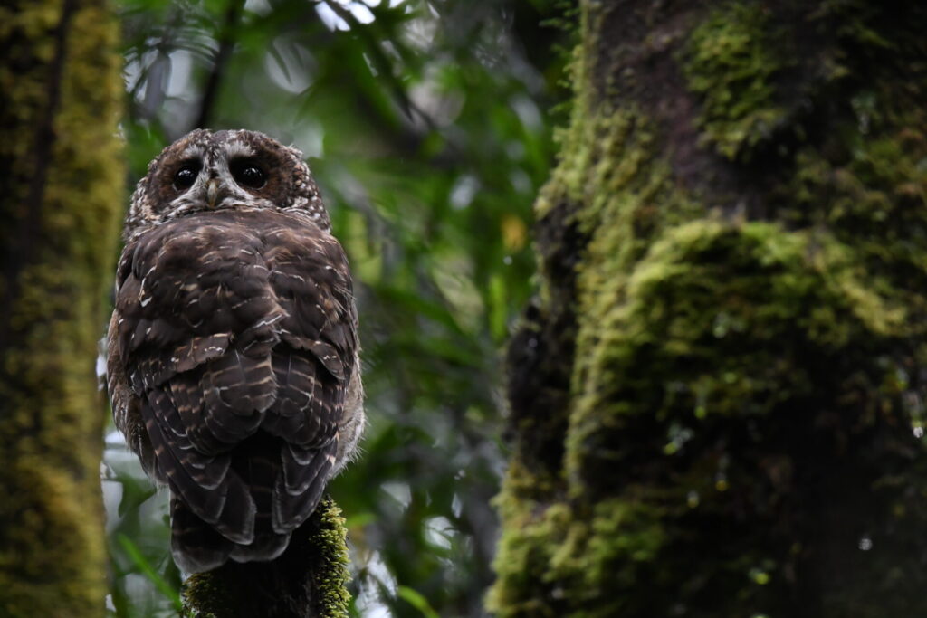 Concón de Chiloé (Strix rufipes sanborni). Créditos (CC-BY): Martín Cárdenas (@chiloefauna).