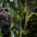Concón de Chiloé (Strix rufipes sanborni). Créditos (CC-BY): Martín Cárdenas (@chiloefauna).