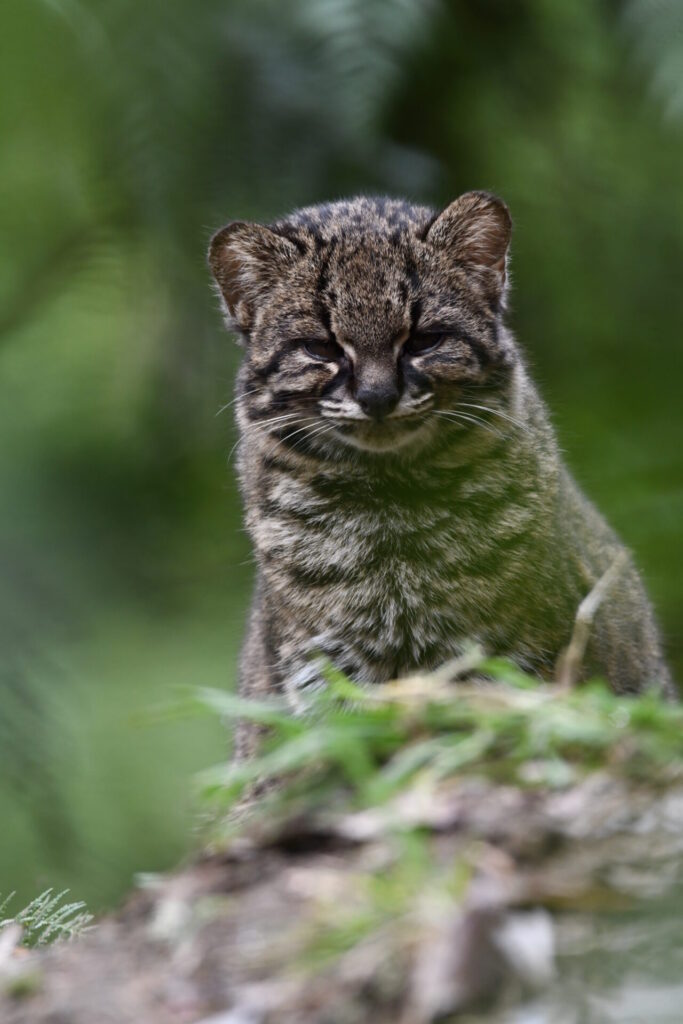 Guiña (Leopardus guigna). Créditos (CC-BY): Martín Cárdenas (@chiloefauna).
