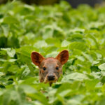 Pudu (Pudu puda). Créditos (CC-BY): Martín Cárdenas (@chiloefauna).