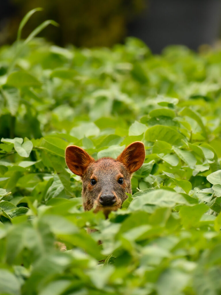 Pudu (Pudu puda). Créditos (CC-BY): Martín Cárdenas (@chiloefauna).