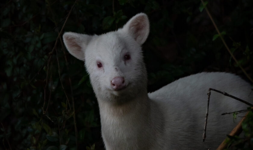 Del pudú albino a la güiña melánica: registros fascinantes de la fauna chilota a través del lente de Martín Cárdenas