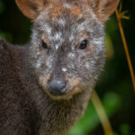 Pudu (Pudu puda). Créditos (CC-BY): Martín Cárdenas (@chiloefauna).