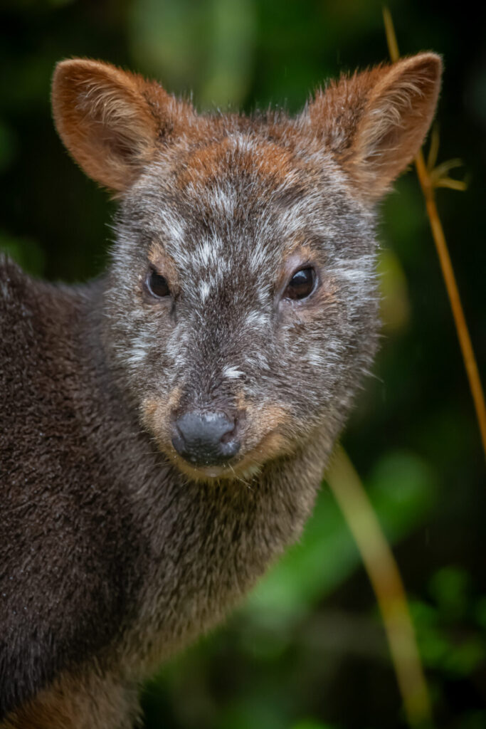 Pudu (Pudu puda). Créditos (CC-BY): Martín Cárdenas (@chiloefauna).