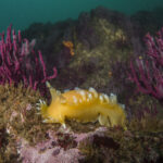 Tritonia magnífica (Tritonia odhneri). Créditos: © Mauricio Altamirano @mauricio.altamiranoo @chomesub_expediciones