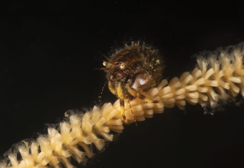 cangrejo ermitaño peludo (Pagurus hirsutiusculus). Créditos: © Mauricio Altamirano @mauricio.altamiranoo @chomesub_expediciones