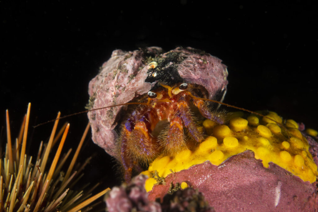 Cangrejo ermitaño colorido (Propagurus gaudichaudii). Créditos: © Mauricio Altamirano @mauricio.altamiranoo @chomesub_expediciones
