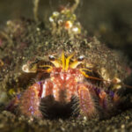 Cangrejo ermitaño colorido (Propagurus gaudichaudii). Créditos: © Mauricio Altamirano @mauricio.altamiranoo @chomesub_expediciones