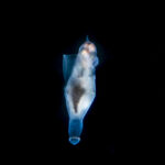 Angel de mar (Clione antarctica). Créditos: © Mauricio Altamirano @mauricio.altamiranoo @chomesub_expediciones