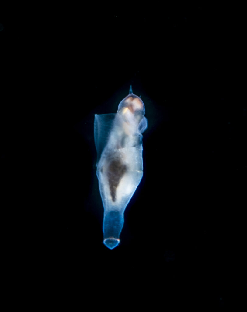 Angel de mar (Clione antarctica). Créditos: © Mauricio Altamirano @mauricio.altamiranoo @chomesub_expediciones