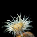 anémona blanca o anémona rayada (Anthothoe chilensis). Créditos: © Mauricio Altamirano @mauricio.altamiranoo @chomesub_expediciones