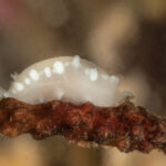 Nudibranquio tritonia pálida (Tritonia challengeriana). Créditos: © Mauricio Altamirano @mauricio.altamiranoo @chomesub_expediciones