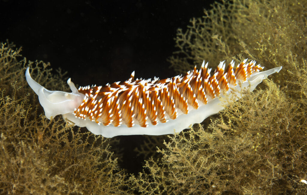 Nudibranquio espalda de fuego (Phidiana lottini). Créditos: © Mauricio Altamirano @mauricio.altamiranoo @chomesub_expediciones