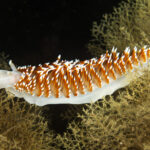 Nudibranquio espalda de fuego (Phidiana lottini). Créditos: © Mauricio Altamirano @mauricio.altamiranoo @chomesub_expediciones