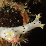 Nudibranquio Dálmata (Thecacera darwini). Créditos: © Mauricio Altamirano @mauricio.altamiranoo @chomesub_expediciones