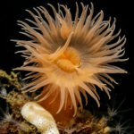 Anémona de los fiordos o anémona naranja de la Patagonia (Actinostola chilensis). Créditos: © Mauricio Altamirano @mauricio.altamiranoo @chomesub_expediciones