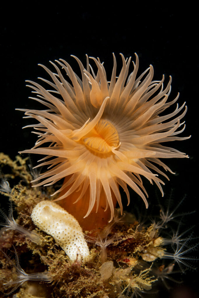Anémona de los fiordos o anémona naranja de la Patagonia (Actinostola chilensis). Créditos: © Mauricio Altamirano @mauricio.altamiranoo @chomesub_expediciones
