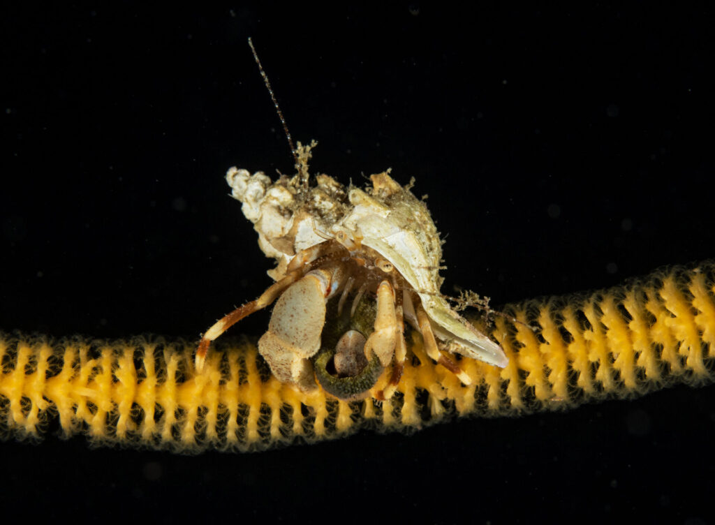 Cangrejo ermitaño de quelas lisas( Pagurus comptus). Créditos: © Mauricio Altamirano @mauricio.altamiranoo @chomesub_expediciones