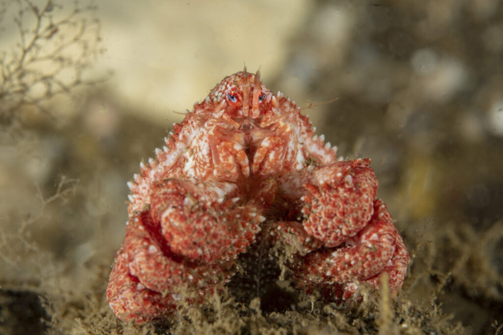 Centollón patagónico o centollón austral (Paralomis granulosa). Créditos: © Mauricio Altamirano @mauricio.altamiranoo @chomesub_expediciones