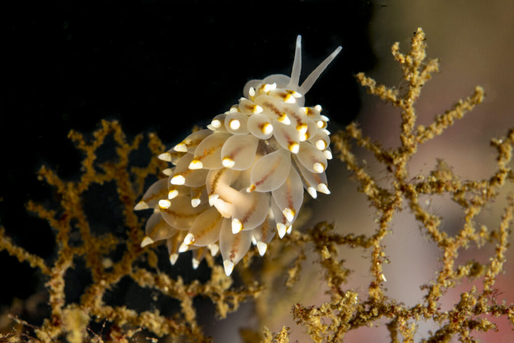 Nudibranquio joya (Janolus rebeccae). Créditos: © Mauricio Altamirano @mauricio.altamiranoo @chomesub_expediciones