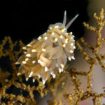 Nudibranquio joya (Janolus rebeccae). Créditos: © Mauricio Altamirano @mauricio.altamiranoo @chomesub_expediciones
