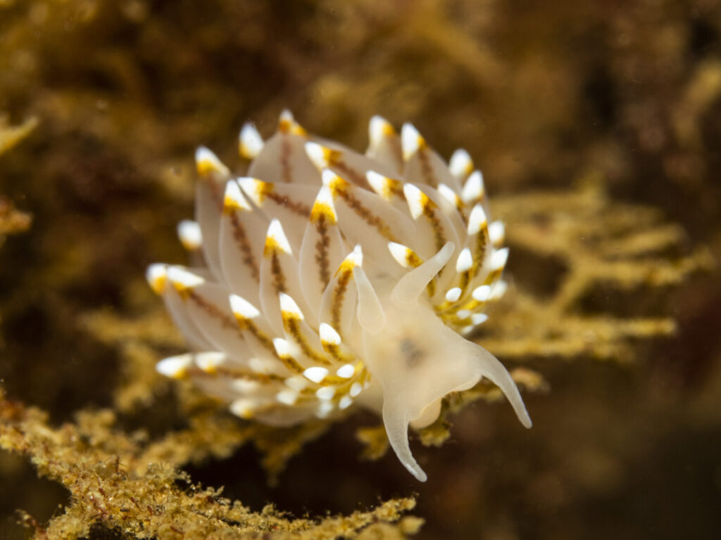 Nudibranquio joya (Janolus rebeccae). Créditos: © Mauricio Altamirano @mauricio.altamiranoo @chomesub_expediciones