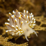 Nudibranquio joya (Janolus rebeccae). Créditos: © Mauricio Altamirano @mauricio.altamiranoo @chomesub_expediciones
