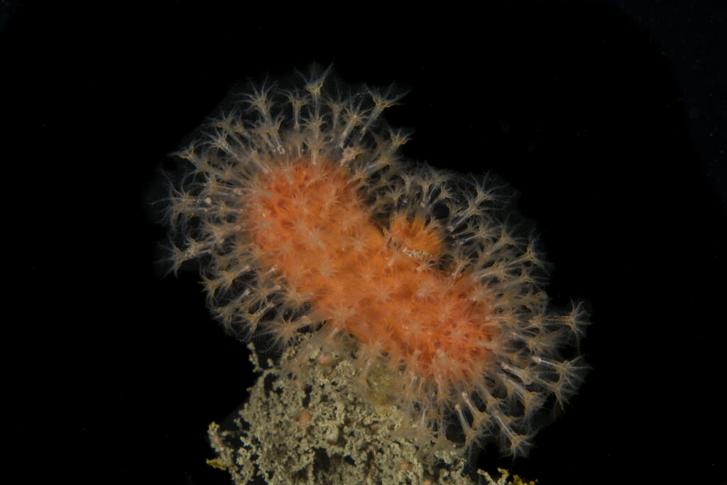 Coral blando naranja (Alcyonium haddoni). Créditos: © Mauricio Altamirano @mauricio.altamiranoo @chomesub_expediciones