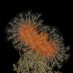Coral blando naranja (Alcyonium haddoni). Créditos: © Mauricio Altamirano @mauricio.altamiranoo @chomesub_expediciones