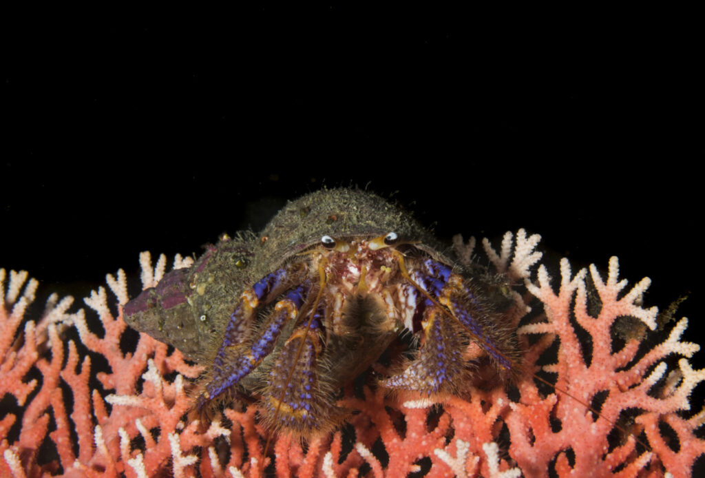 Cangrejo ermitaño colorido (Propagurus gaudichaudii). Créditos: © Mauricio Altamirano @mauricio.altamiranoo @chomesub_expediciones