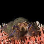 Cangrejo ermitaño colorido (Propagurus gaudichaudii). Créditos: © Mauricio Altamirano @mauricio.altamiranoo @chomesub_expediciones