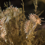 Flabellina falklandica. Créditos: © Mauricio Altamirano @mauricio.altamiranoo @chomesub_expediciones